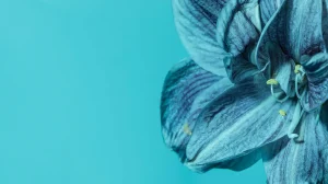 pretty macro blue flower