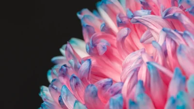 pretty macro pink blue flower